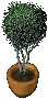 potted_tree2.gif